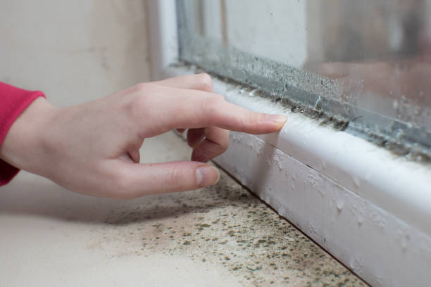 Best Environmental Consulting for Mold Prevention  in Celebration, FL